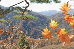 维力医疗股价藏玄机：主力撤退，散户接盘，是馅饼还是陷阱？